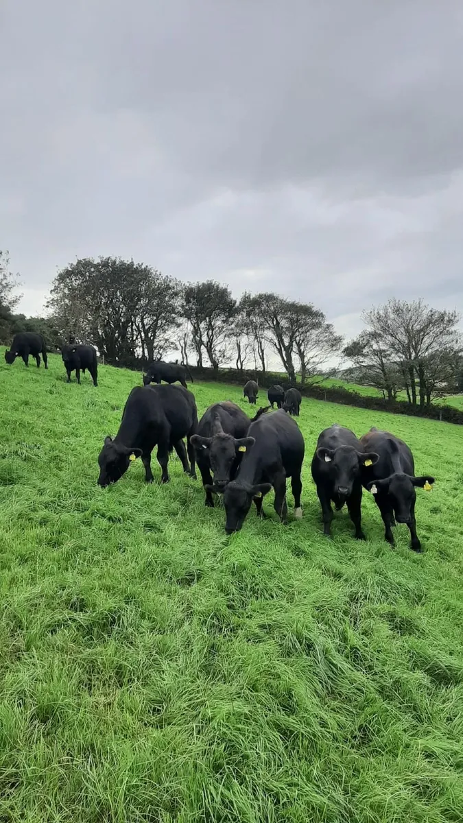 Weanlings - Image 1