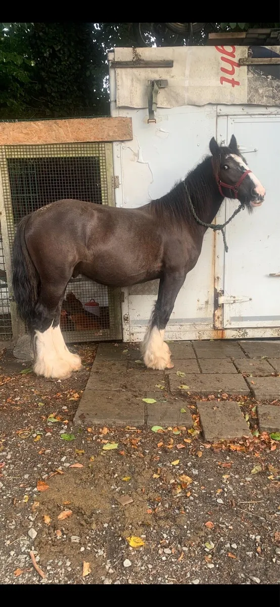 2 year old colt to make 15h - Image 2