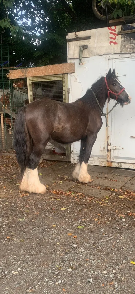 2 year old colt to make 15h - Image 1