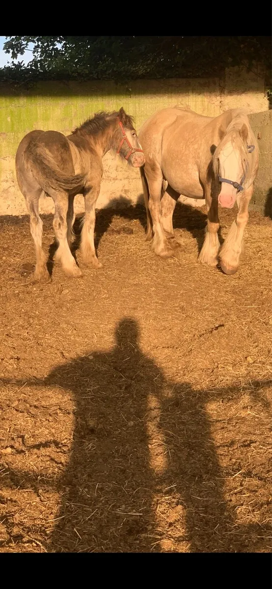 2 year old colt to make 15h - Image 3