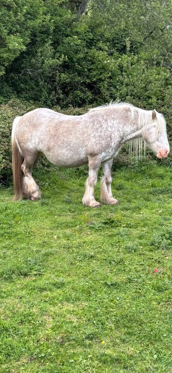 2 year old colt to make 15h - Image 4