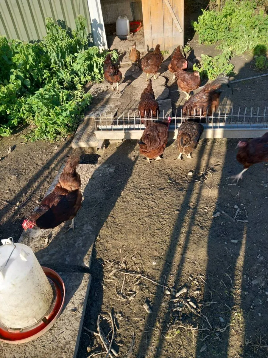 Heritage rhode Island reds and 10 marans for sale - Image 1