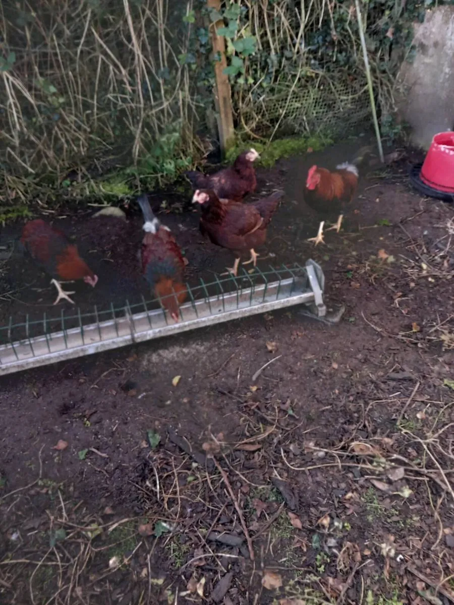 Heritage rhode Island reds and 10 marans for sale - Image 2