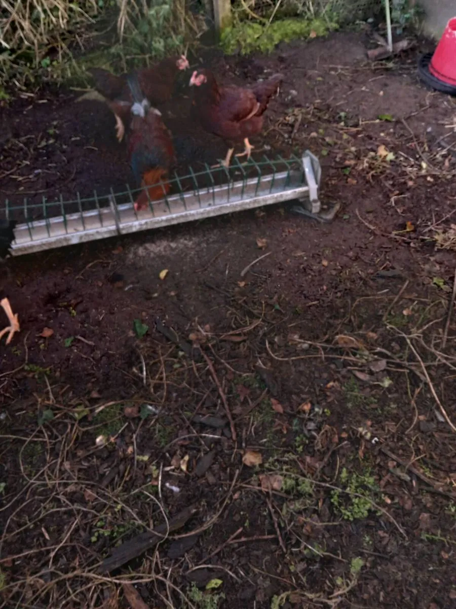 Heritage rhode Island reds and 10 marans for sale - Image 3
