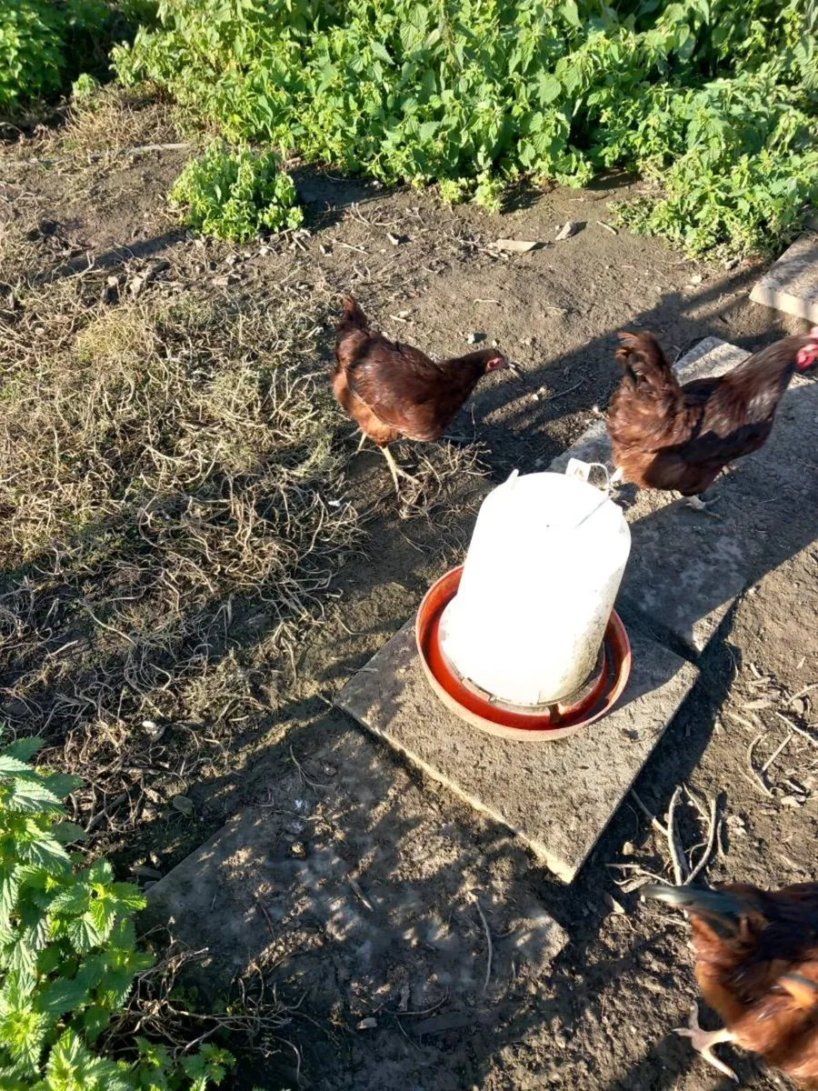 Heritage rhode Island reds and 10 marans for sale - Image 4