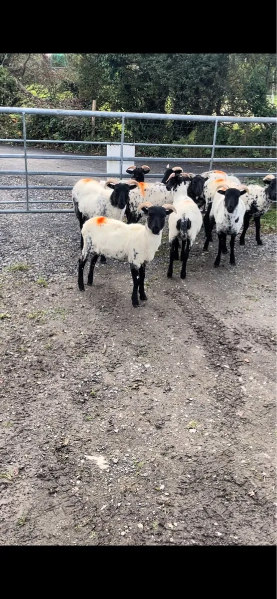 Ewe lambs - Image 1