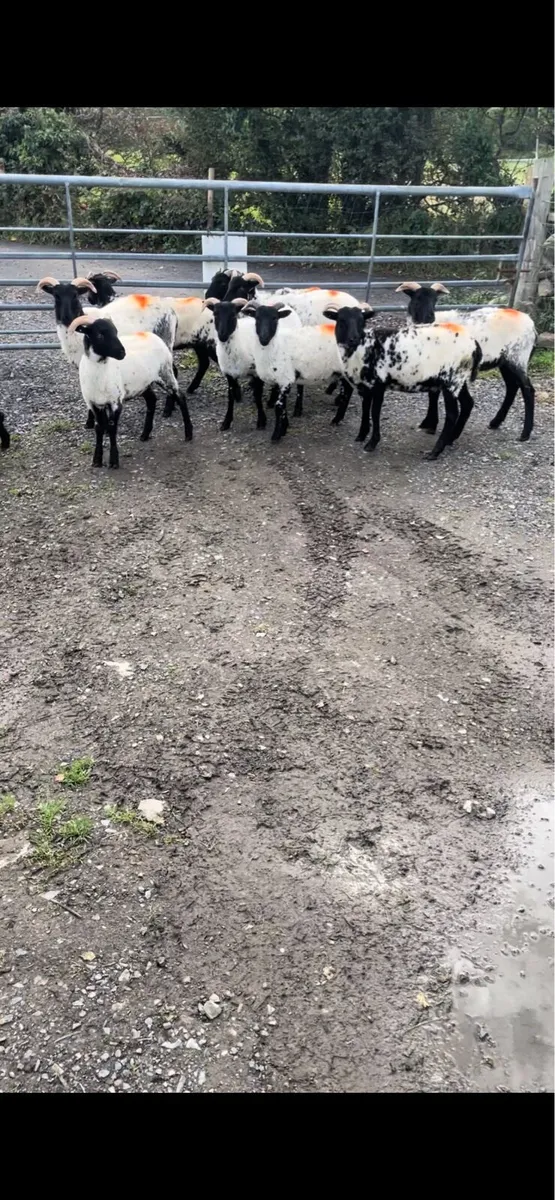 Ewe lambs - Image 2