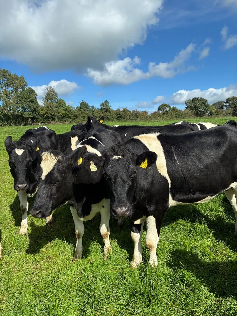 Incalf heifers - Image 1