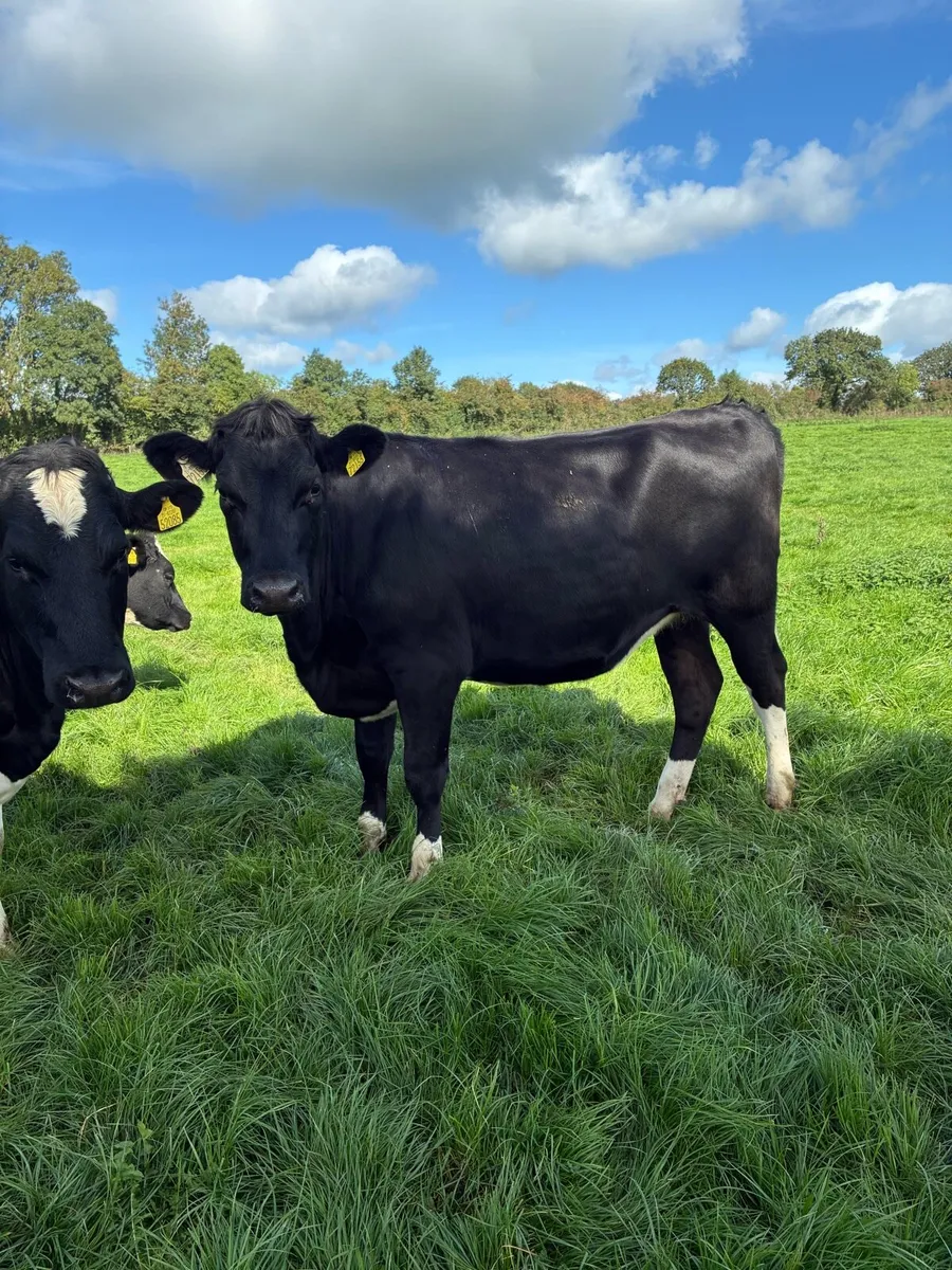 Incalf heifers - Image 2