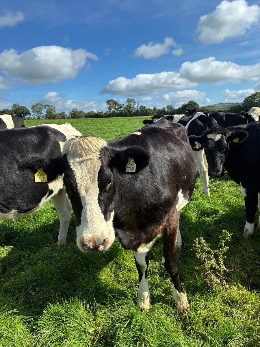 Incalf heifers - Image 3