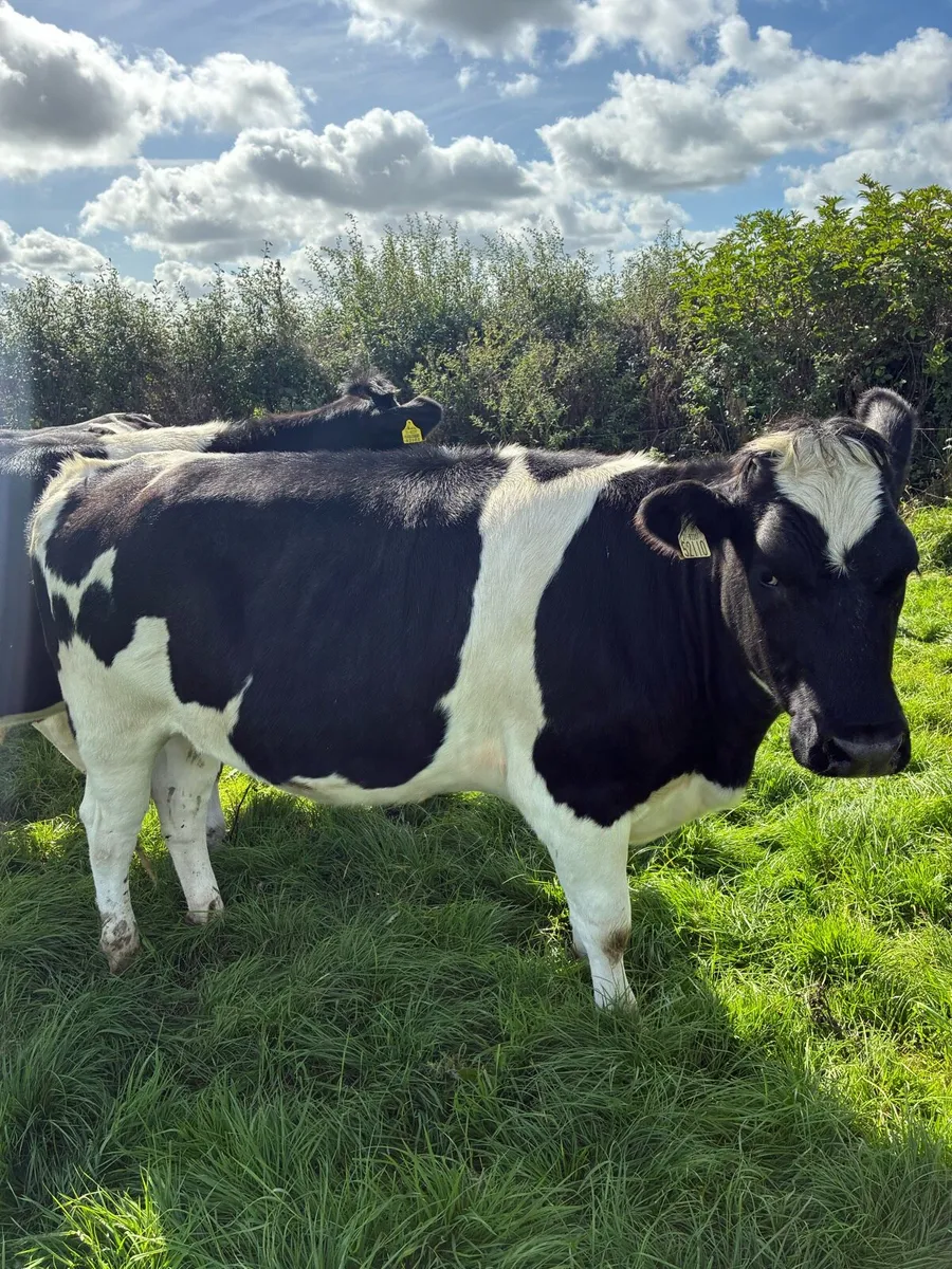 Incalf heifers - Image 4