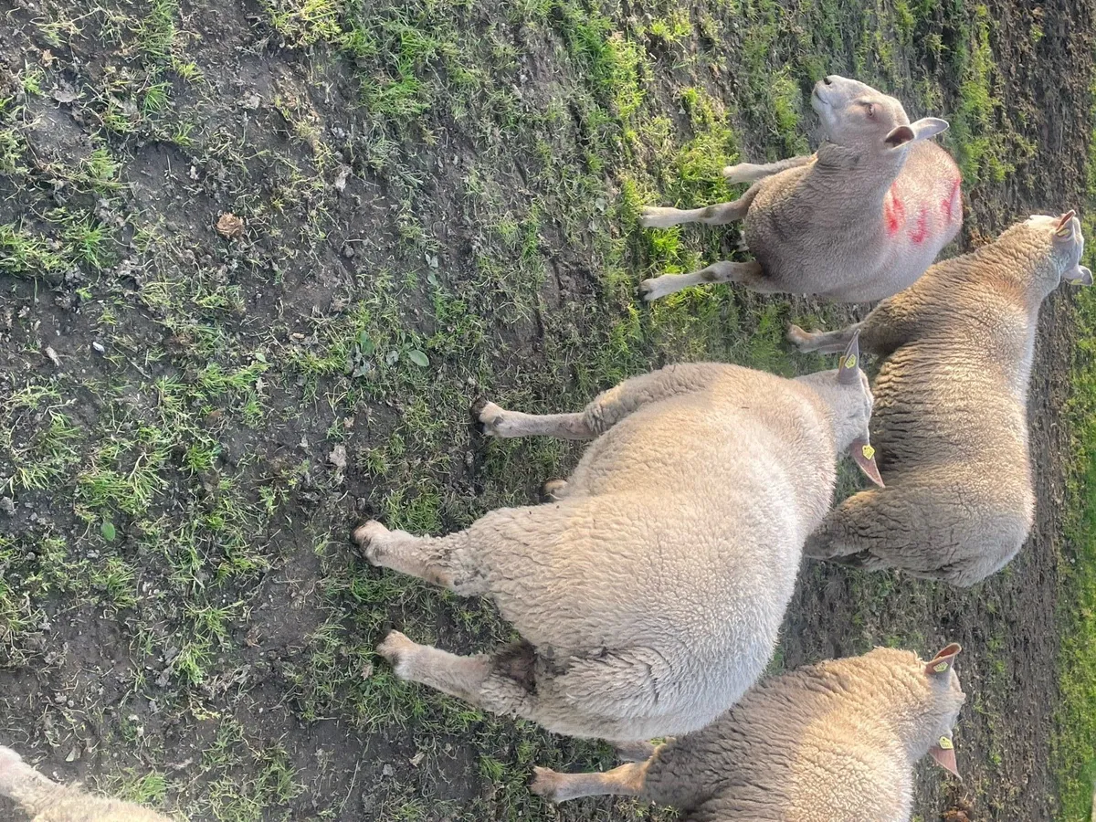 Purebred charollais ram and ewe lambs - Image 2