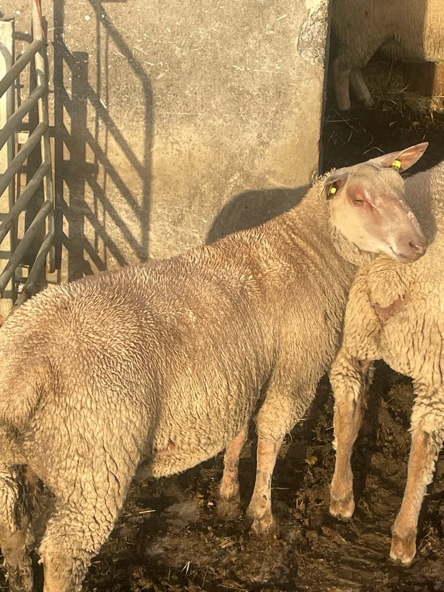 Purebred charollais ram and ewe lambs - Image 3