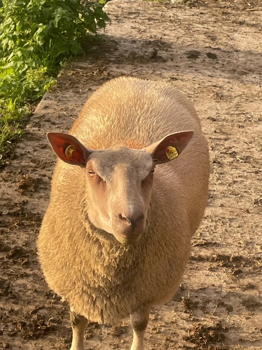 Purebred charollais ram and ewe lambs - Image 1