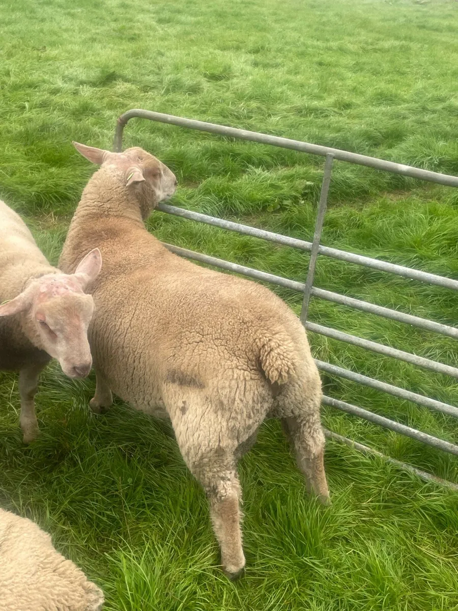 Purebred charollais ram and ewe lambs - Image 4