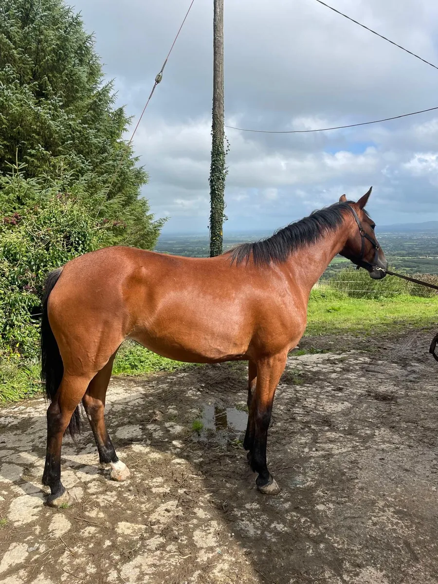 Filly - Image 1