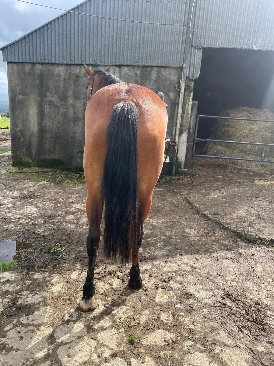 Filly - Image 2