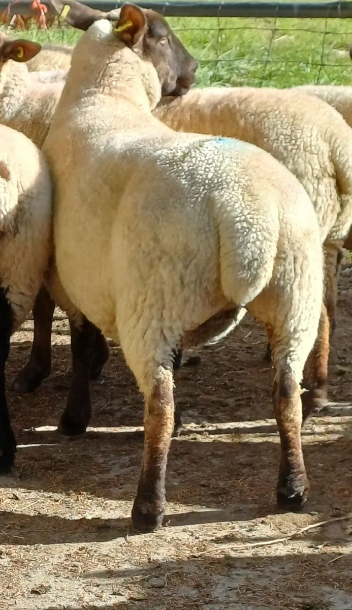 10 Ewe Hoggets - Image 1