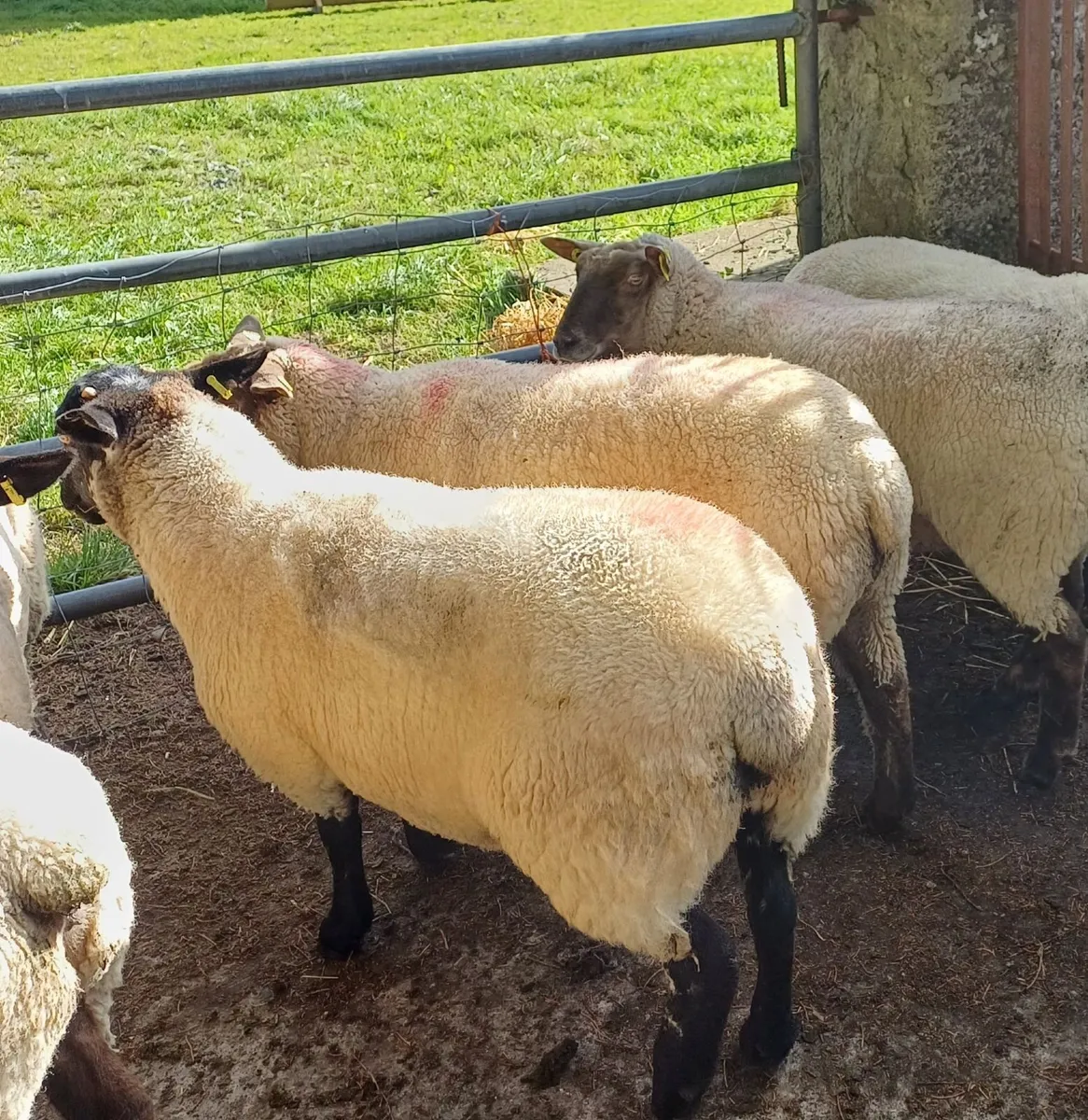 10 Ewe Hoggets - Image 2
