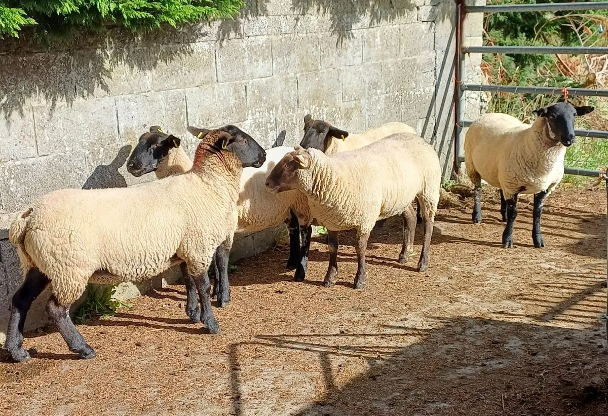 10 Ewe Hoggets - Image 4
