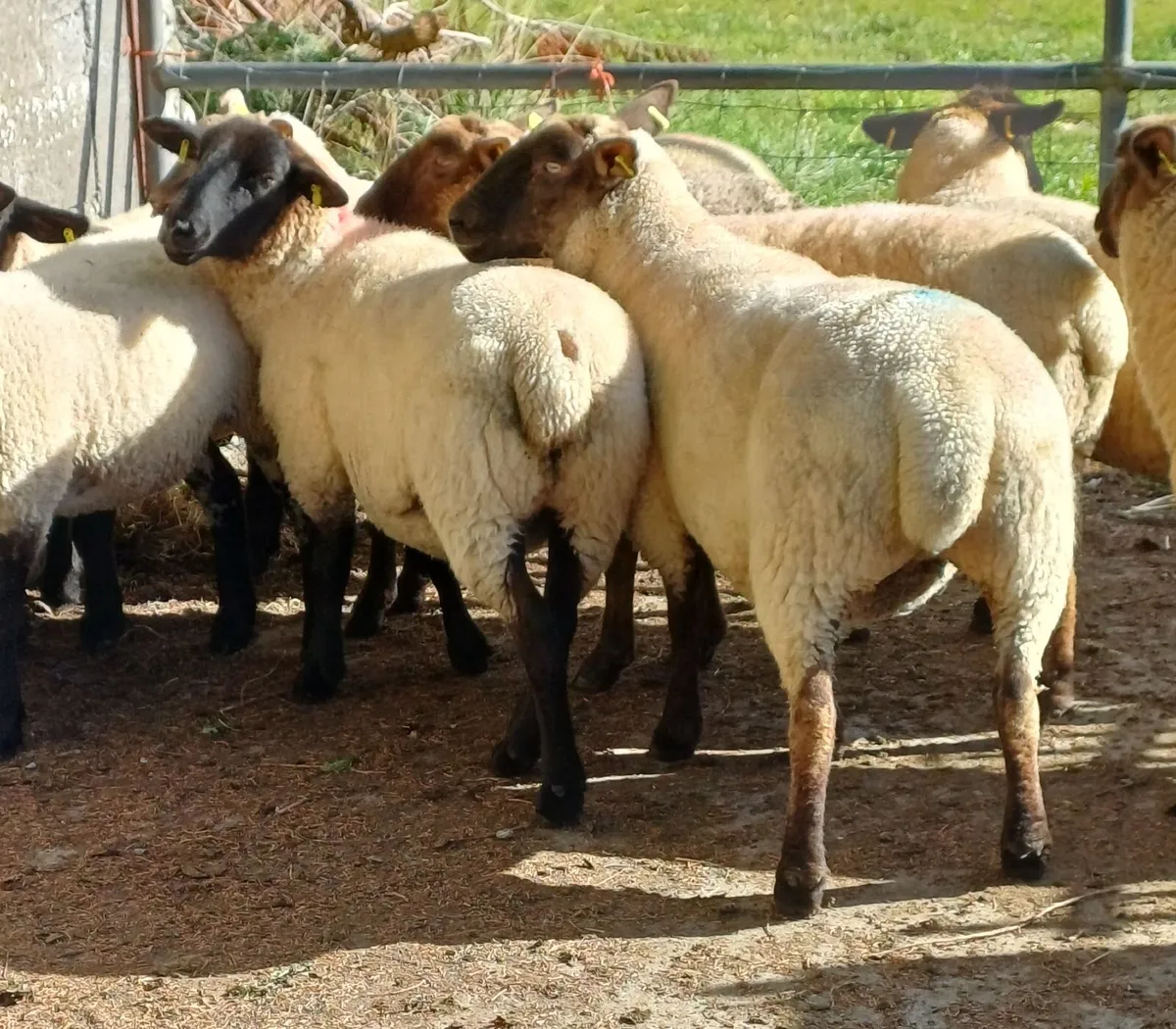10 Ewe Hoggets - Image 3