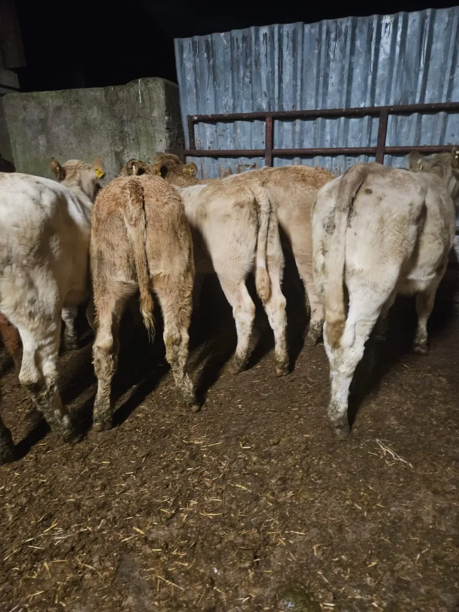 Weanling  Heifers - Image 2