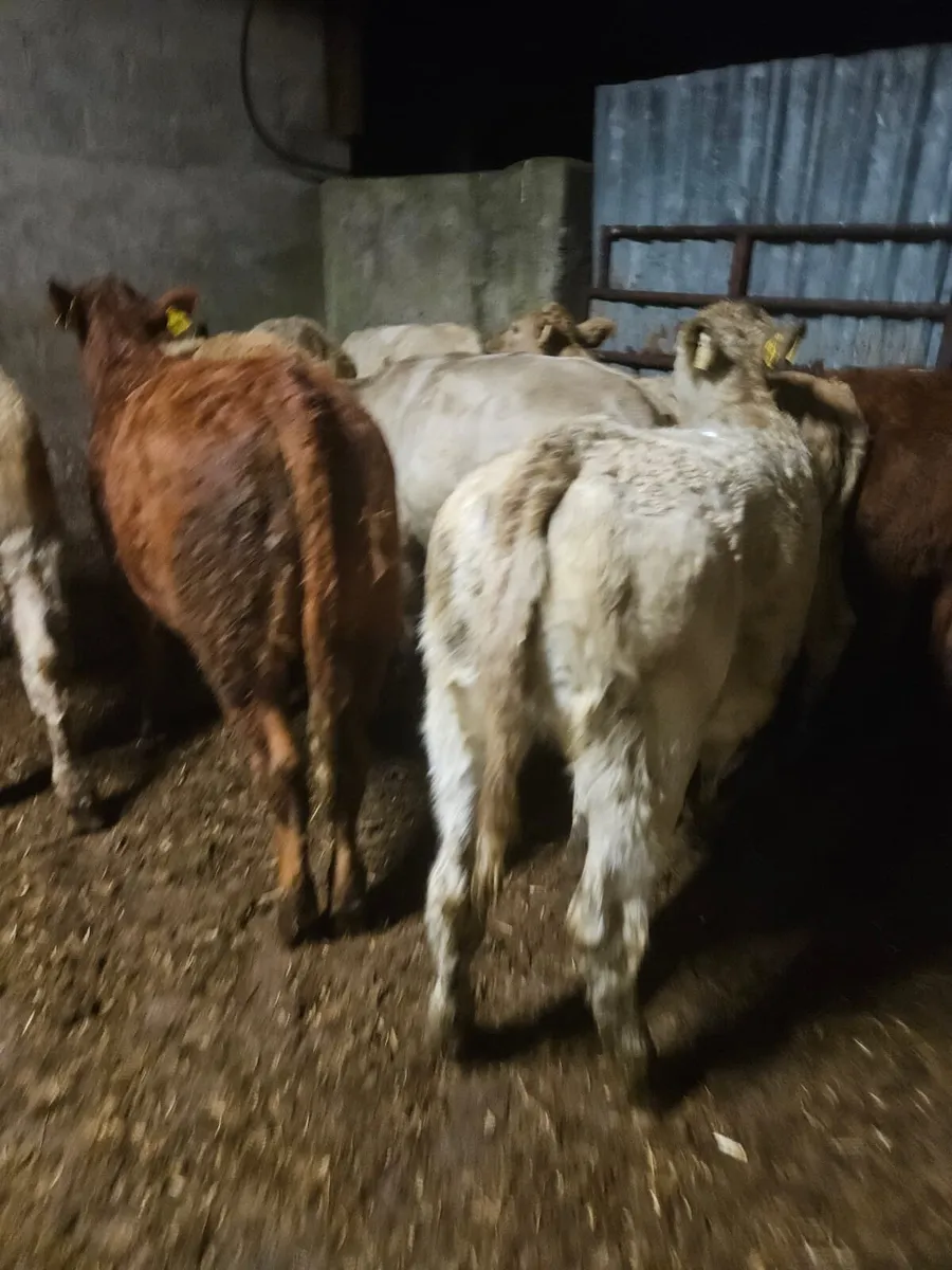 Weanling  Heifers - Image 3