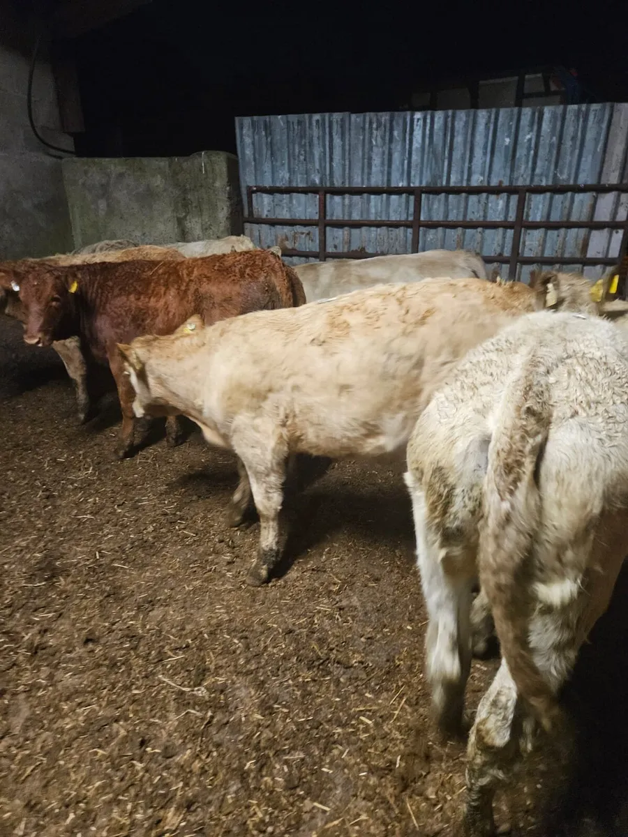 Weanling  Heifers - Image 4