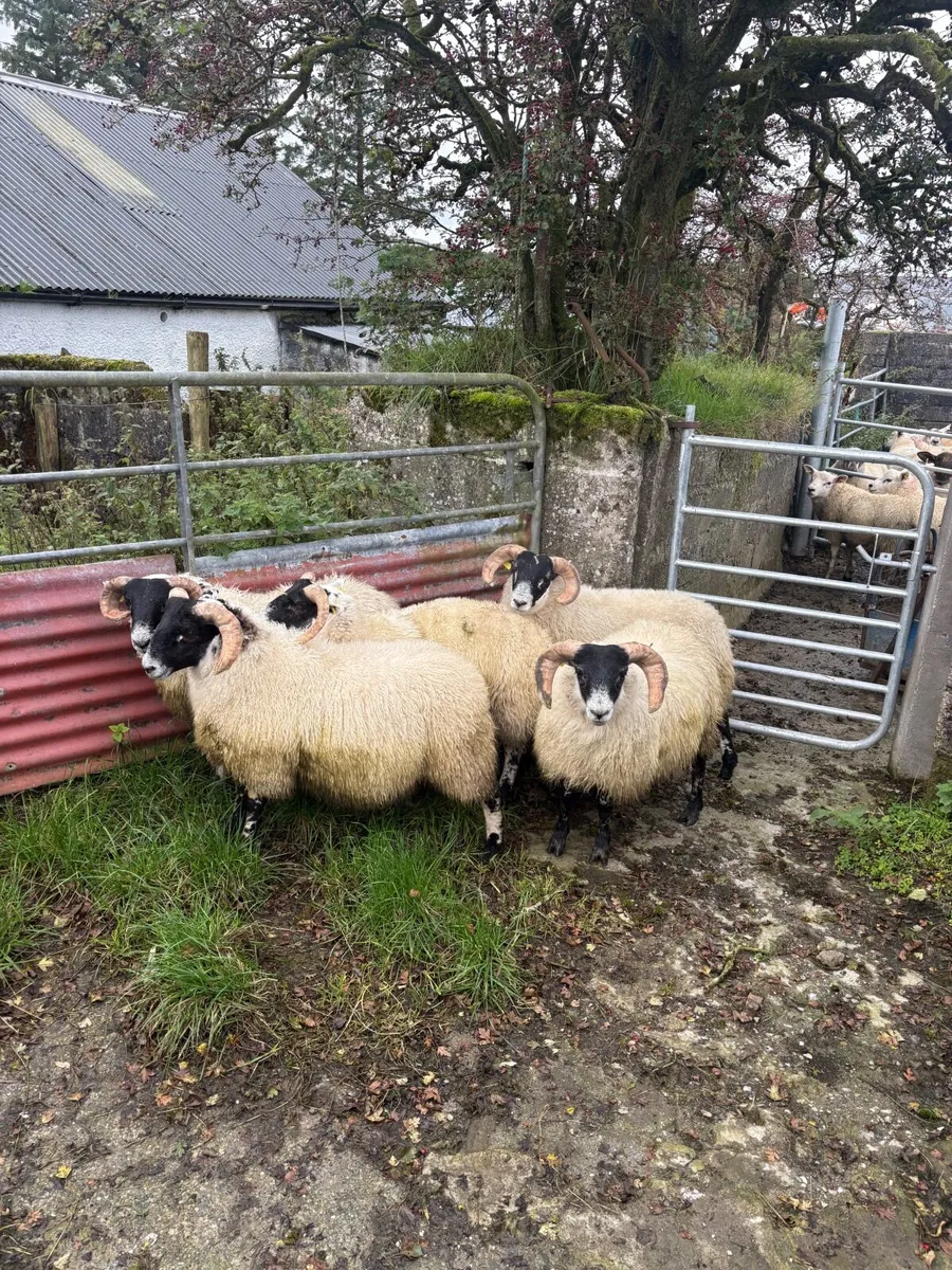 Organic lambs - Image 2