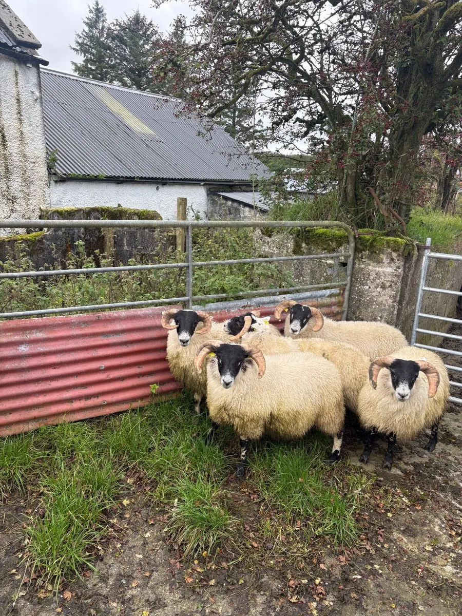 Organic lambs - Image 3