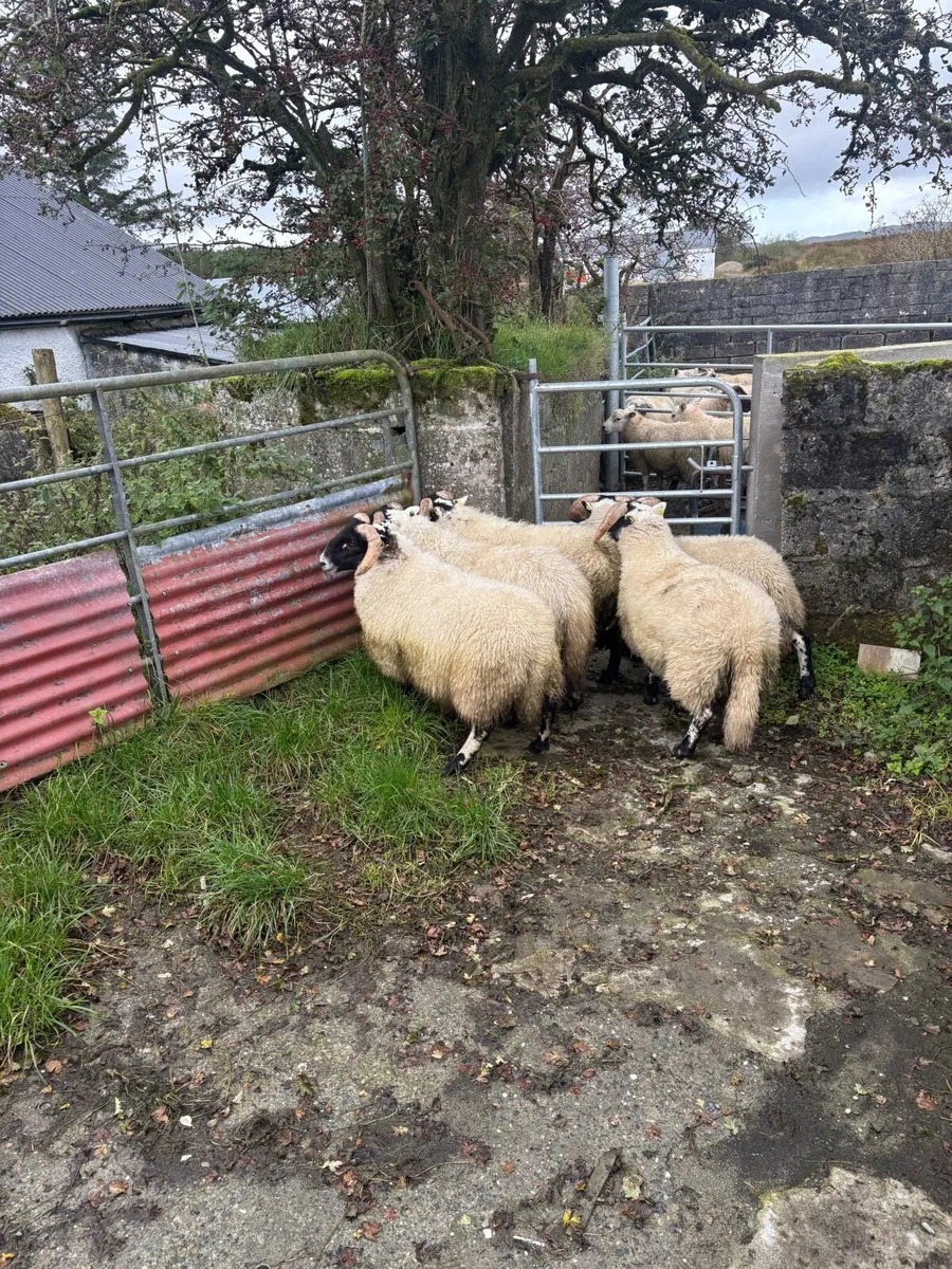 Organic lambs - Image 4