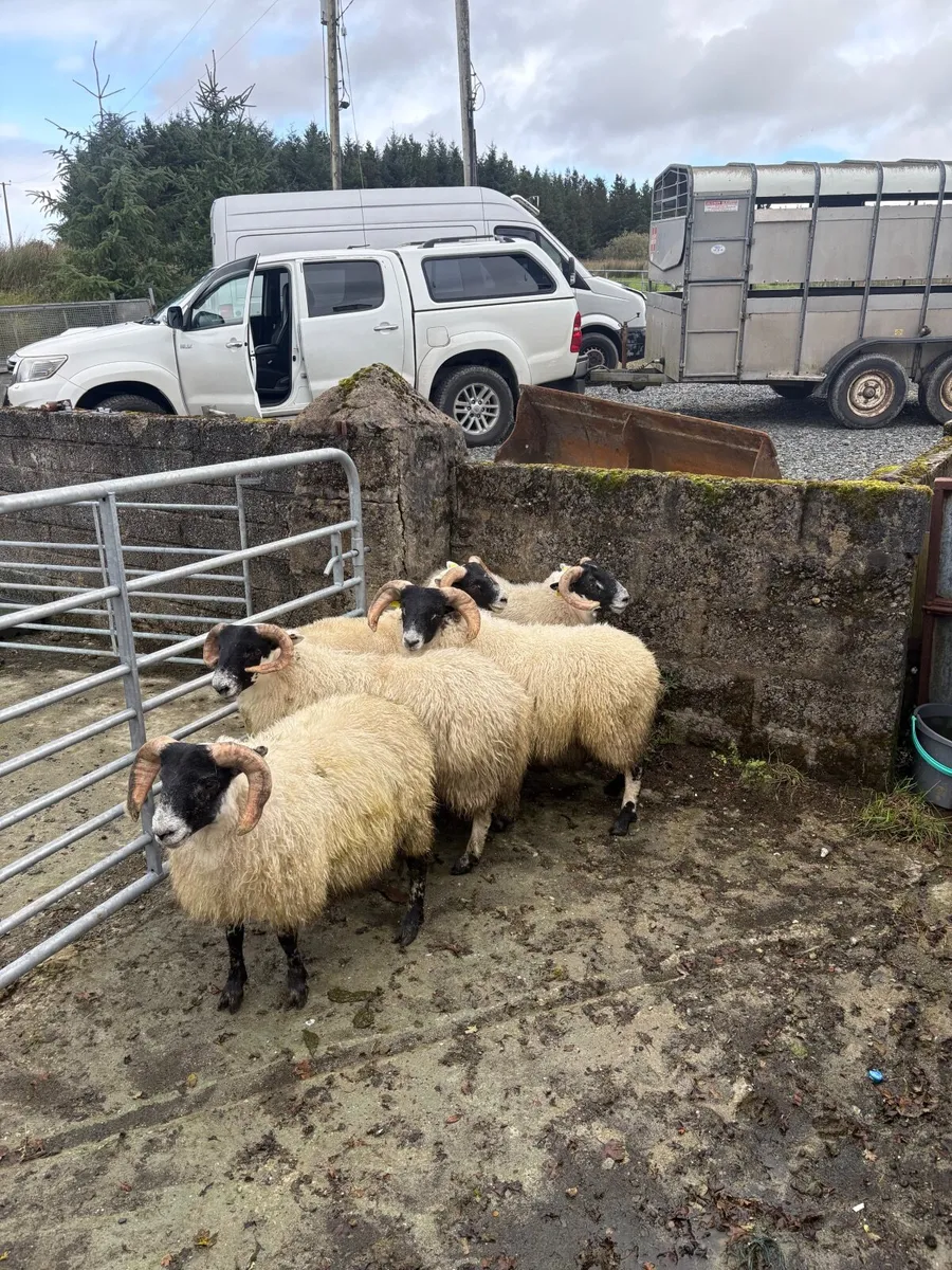 Organic lambs - Image 1