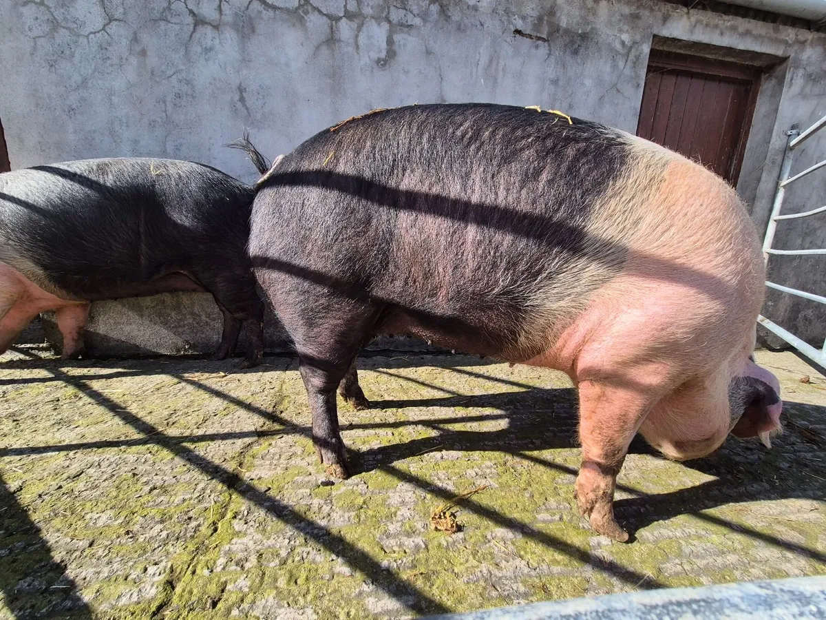 Sabbleback gilts for sale - Image 2