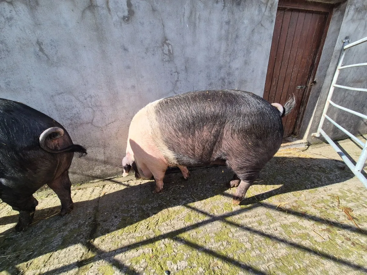 Sabbleback gilts for sale - Image 3