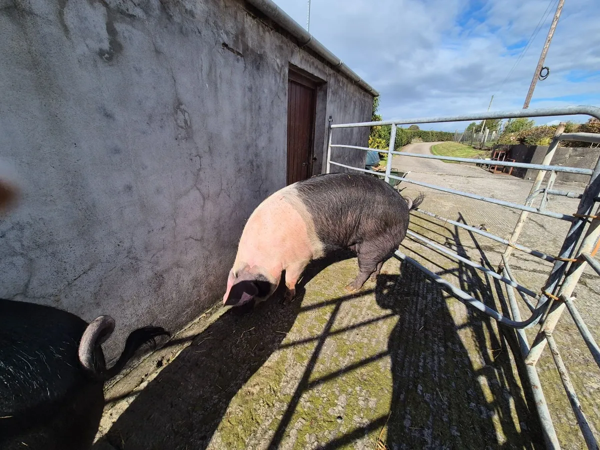 Sabbleback gilts for sale - Image 1