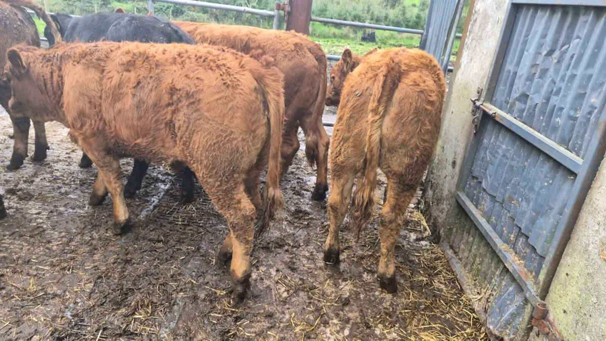 10 Limousine heifers - Image 1