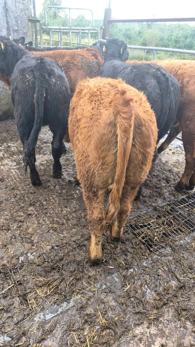 10 Limousine heifers - Image 2