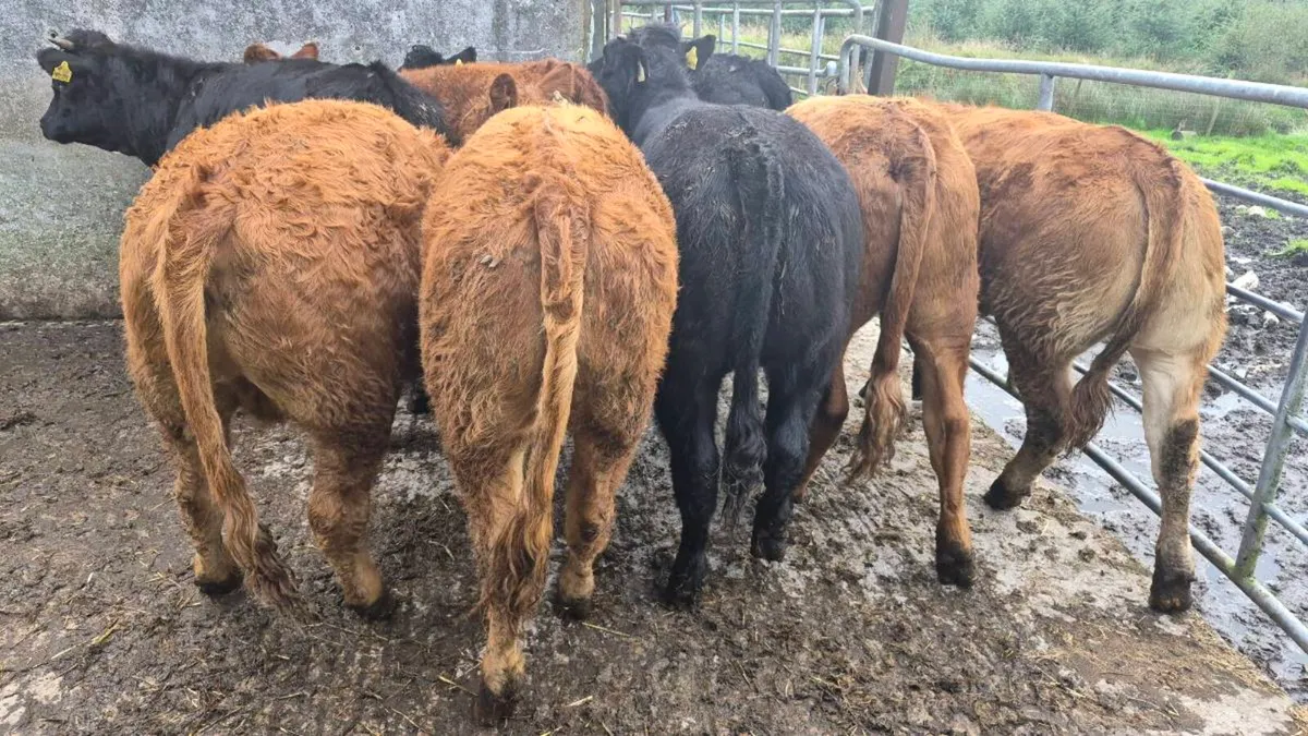 10 Limousine heifers - Image 3