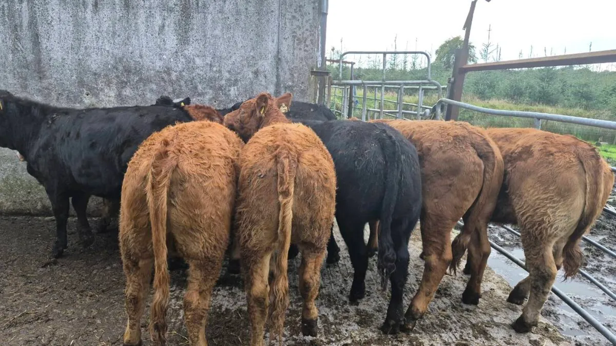 10 Limousine heifers - Image 4
