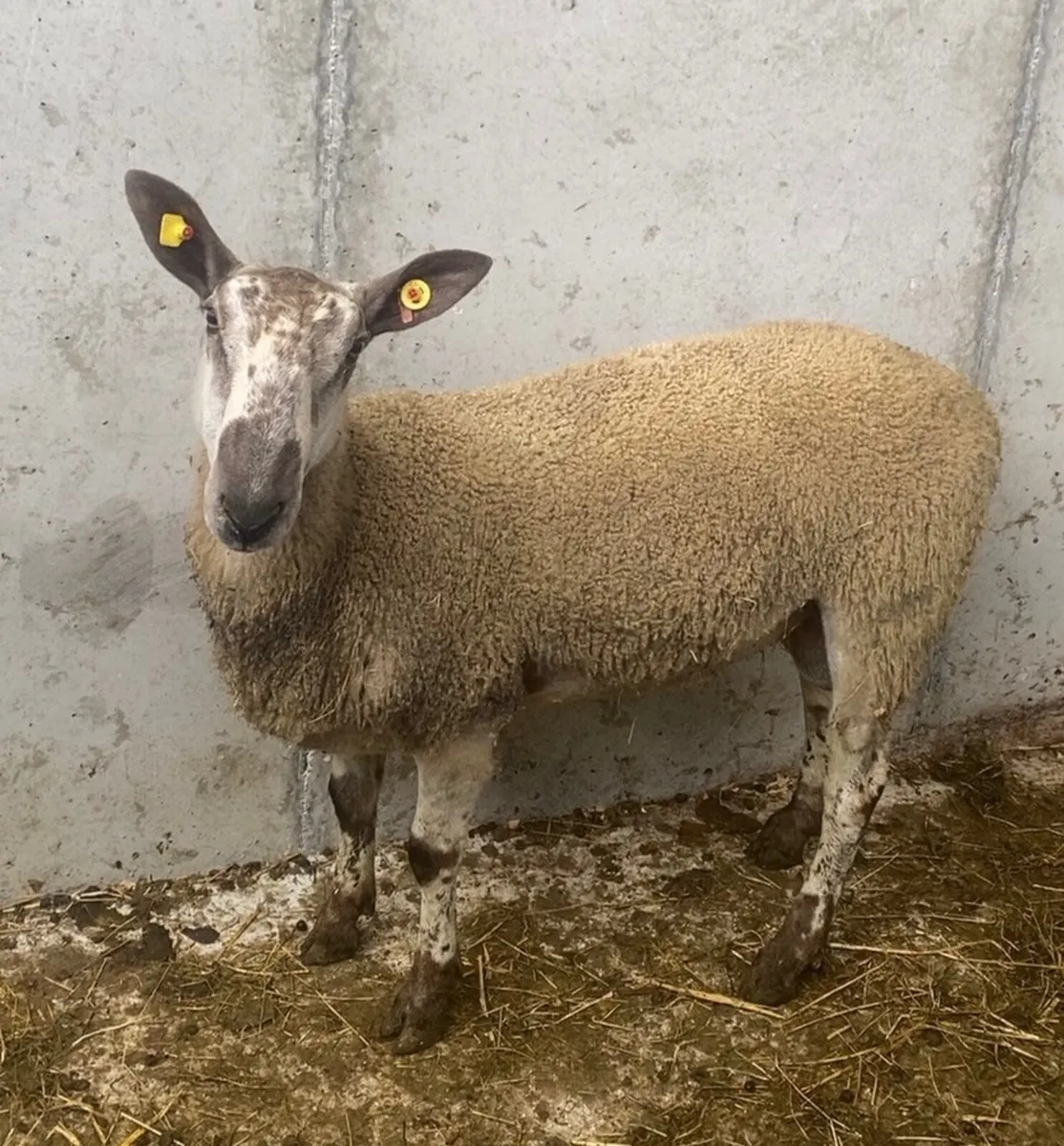 BFL Leister hogget ram - Image 2