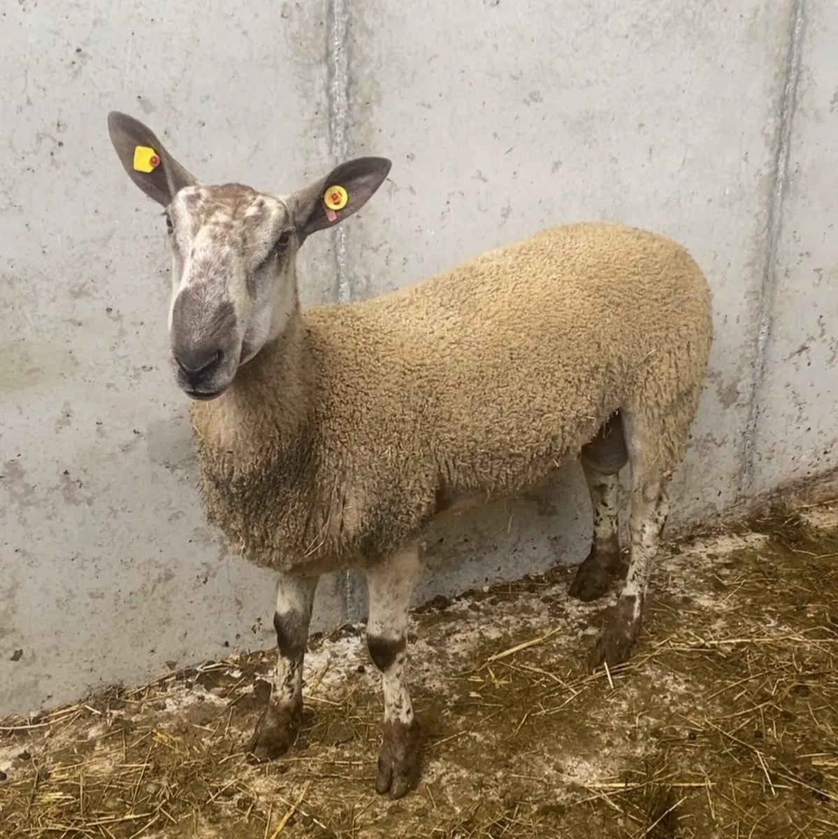 BFL Leister hogget ram - Image 1