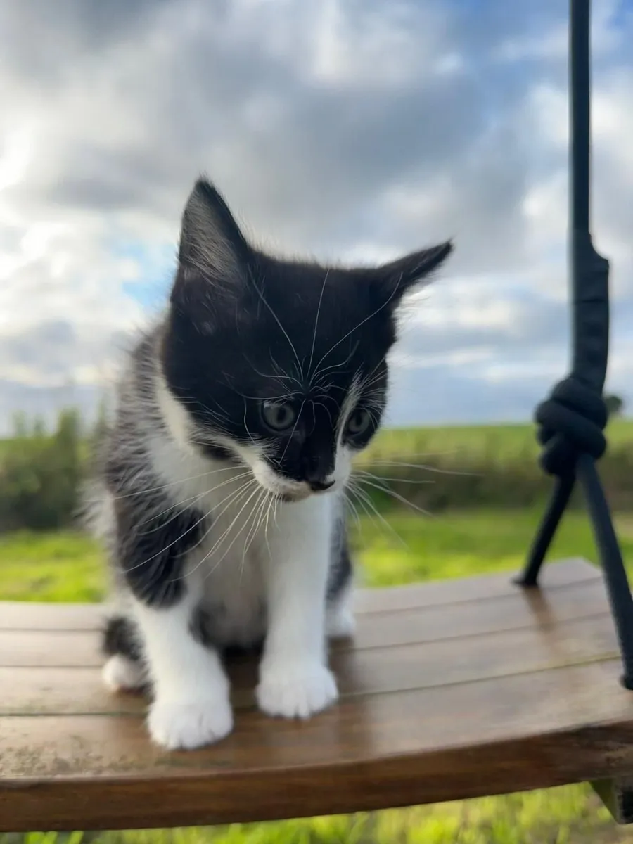 Cats - Image 4