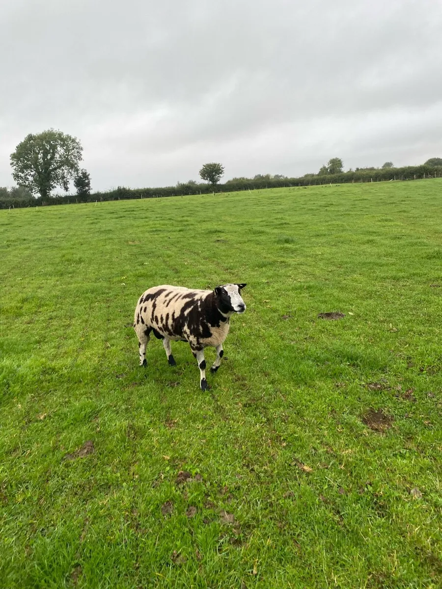 Dutch spotted hogget rams - Image 1