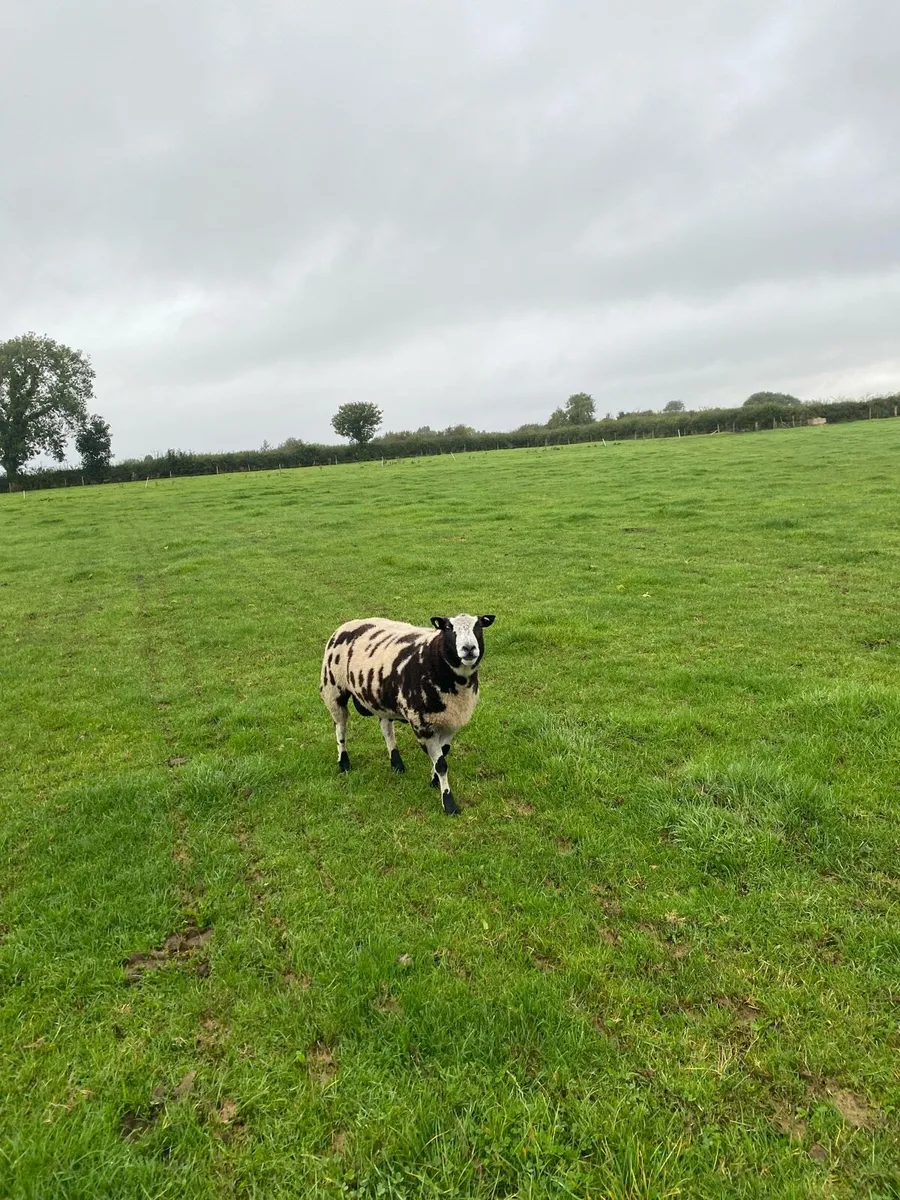 Dutch spotted hogget rams - Image 2