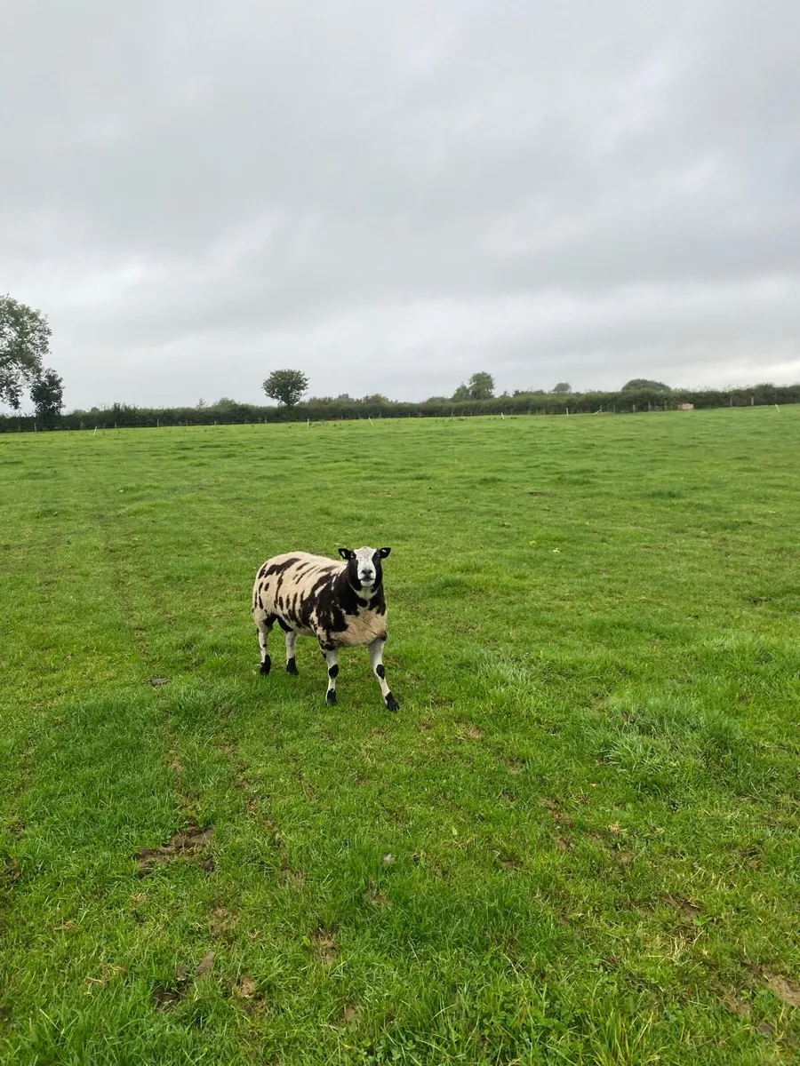 Dutch spotted hogget rams - Image 3