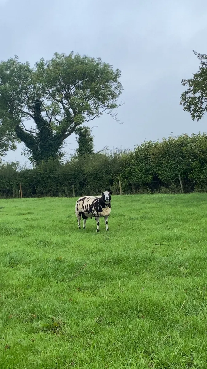 Dutch spotted hogget rams - Image 4