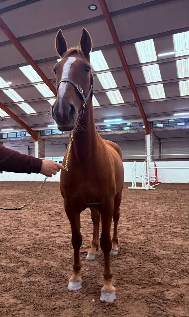 Registered Irish Draught 4 year old - Image 1