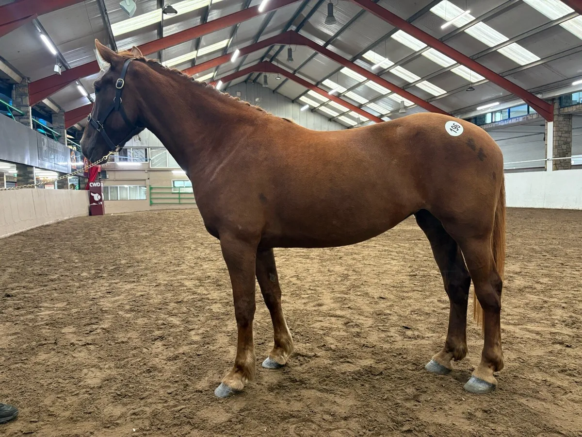 Registered Irish Draught 4 year old - Image 2