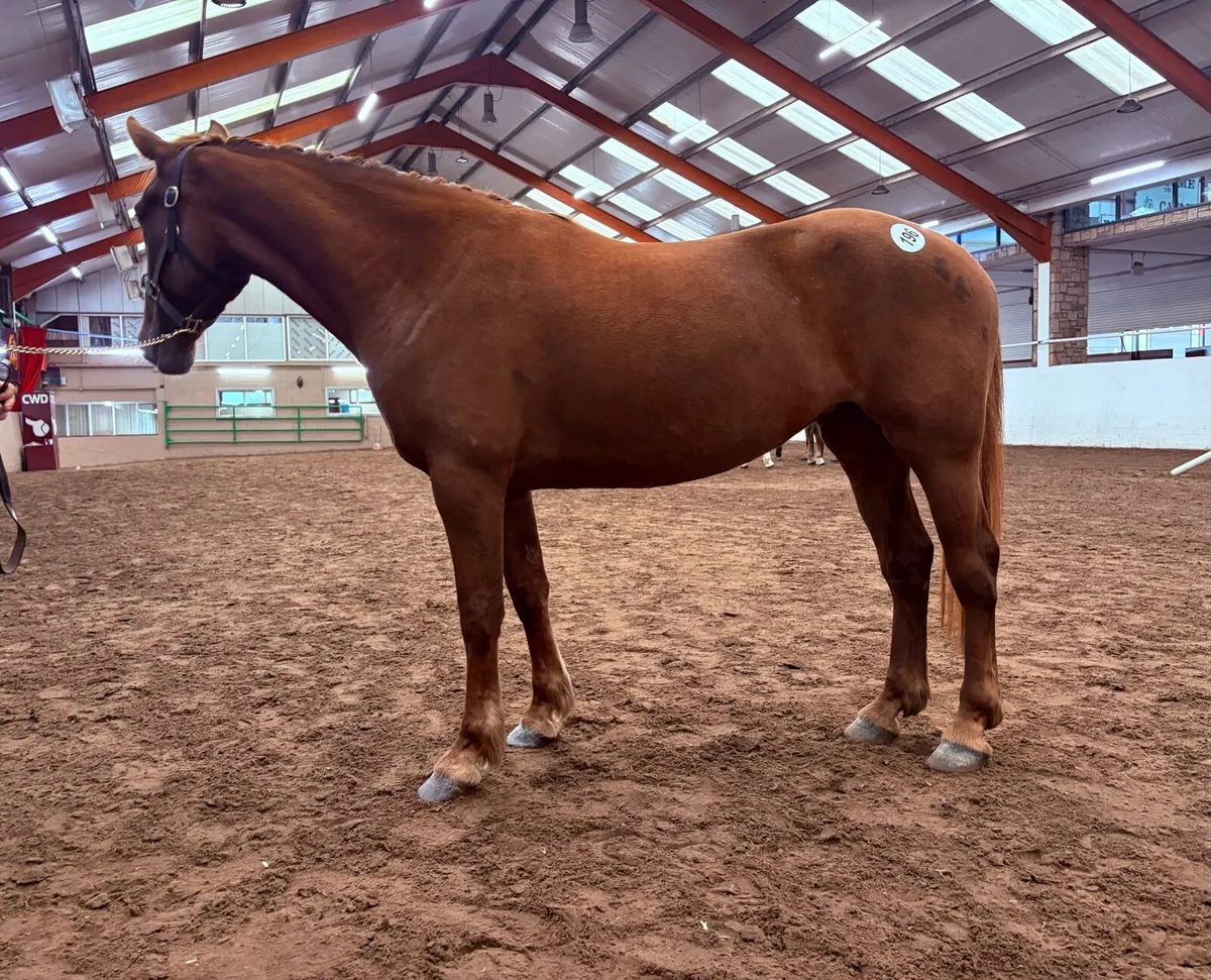 Registered Irish Draught 4 year old - Image 3