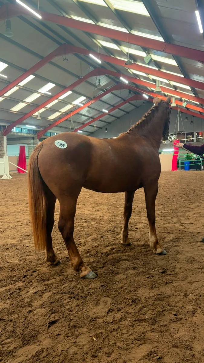 Registered Irish Draught 4 year old - Image 4